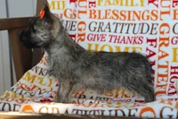 Gemma, a female Cairn Terrier for sale in Goshen, IN – 4 of 4