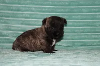 Cleo , a male Cairn Terrier for sale in Goshen, IN – 3 of 4