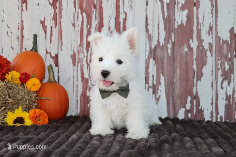 Pedro – West Highland White Terrier puppy for sale in Goshen, IN