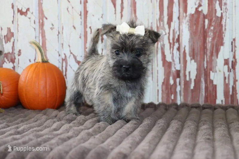 Chloe – Cairn Terrier puppy for sale in Goshen, IN