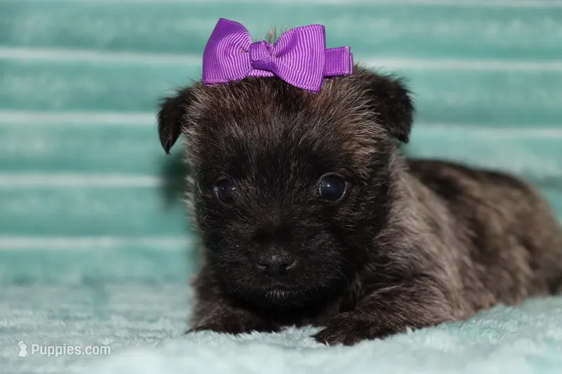 Camilla – Cairn Terrier puppy for sale in Goshen, IN