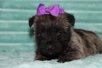 Camilla, a female Cairn Terrier for sale in Goshen, IN – 1 of 4