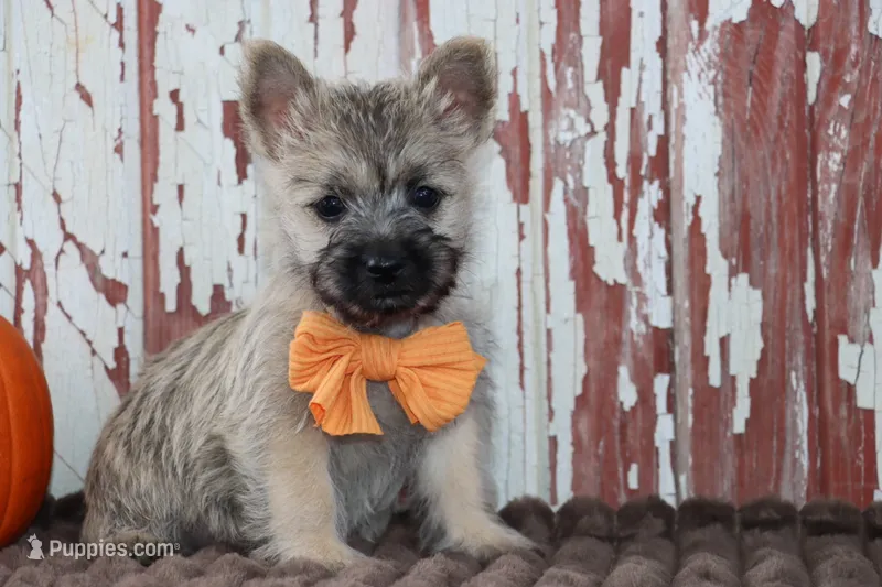 Caspian – Cairn Terrier puppy for sale in Goshen, IN