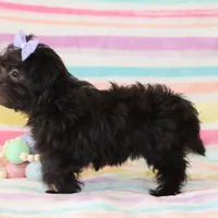 Callie, a female Yorkipoo for sale in Goshen, IN – Photo 3 of 4