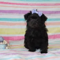 Callie, a female Yorkipoo for sale in Goshen, IN – Photo 1 of 4