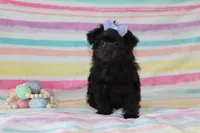 Callie, a female Yorkipoo for sale in Goshen, IN – Photo 1 of 4