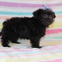 Callie, a female Yorkipoo for sale in Goshen, IN – Photo 4 of 4