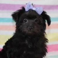 Callie, a female Yorkipoo for sale in Goshen, IN – Photo 2 of 4