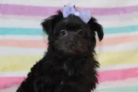Callie, a female Yorkipoo for sale in Goshen, IN – Photo 2 of 4