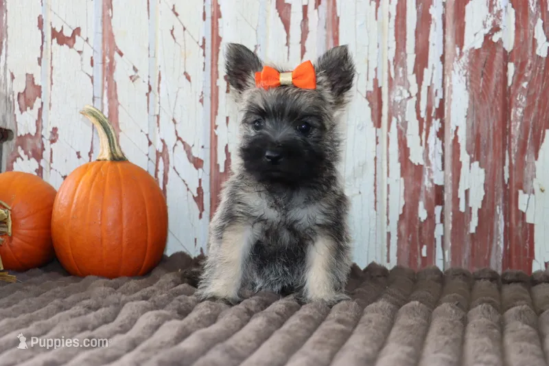 Callie – Cairn Terrier puppy for sale in Goshen, IN