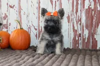 Callie, a female Cairn Terrier for sale in Goshen, IN – 1 of 8