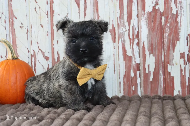 Cleo  – Cairn Terrier puppy for sale in Goshen, IN
