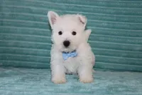 Spencer, a male West Highland White Terrier for sale in Goshen, IN – 3 of 4