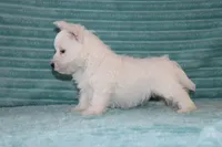 Skye, a female West Highland White Terrier for sale in Goshen, IN – 4 of 4