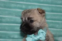 Caspian, a male Cairn Terrier for sale in Goshen, IN – 3 of 5