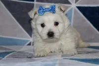 Patsy, a female West Highland White Terrier for sale in Goshen, IN – 1 of 4