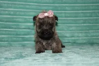 Chloe, a female Cairn Terrier for sale in Goshen, IN – 3 of 4