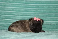 Cassidy, a female Cairn Terrier for sale in Goshen, IN – 3 of 4