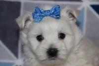 Patsy, a female West Highland White Terrier for sale in Goshen, IN – 4 of 4