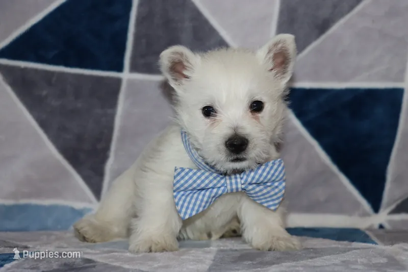 Pedro – West Highland White Terrier puppy for sale in Goshen, IN