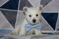Pedro, a male West Highland White Terrier for sale in Goshen, IN – 1 of 4