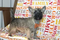 Graham, a male Cairn Terrier for sale in Goshen, IN – 3 of 4