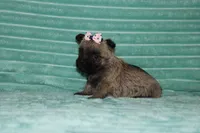 Callie, a female Cairn Terrier for sale in Goshen, IN – 3 of 4