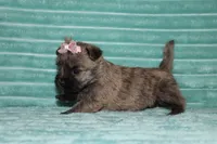 Chloe, a female Cairn Terrier for sale in Goshen, IN – 4 of 4