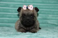 Callie, a female Cairn Terrier for sale in Goshen, IN – 4 of 4