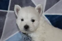 Patrick, a male West Highland White Terrier for sale in Goshen, IN – 2 of 4