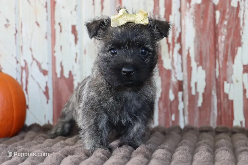 Camilla – Cairn Terrier puppy for sale in Goshen, IN