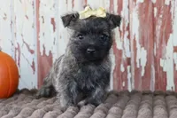 Camilla, a female Cairn Terrier for sale in Goshen, IN – 1 of 8
