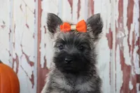 Callie, a female Cairn Terrier for sale in Goshen, IN – 3 of 8