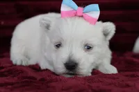 Missie, a female West Highland White Terrier for sale in Goshen, IN – Photo 1 of 4