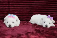 Missie, a female West Highland White Terrier for sale in Goshen, IN – Photo 2 of 4