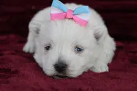 Missie, a female West Highland White Terrier for sale in Goshen, IN – Photo 3 of 4