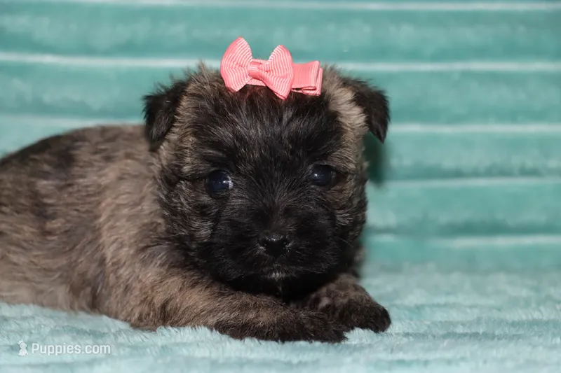 Cassidy – Cairn Terrier puppy for sale in Goshen, IN