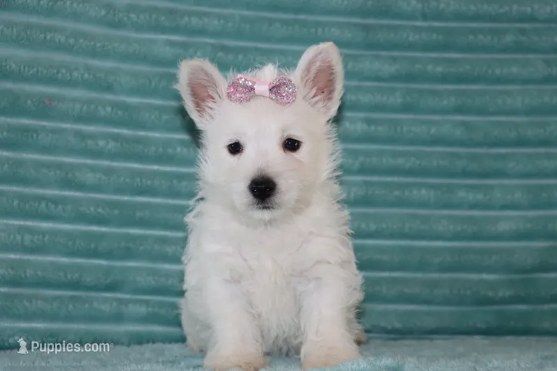 Skye – West Highland White Terrier puppy for sale in Goshen, IN