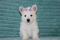 Skye, a female West Highland White Terrier for sale in Goshen, IN – 1 of 4