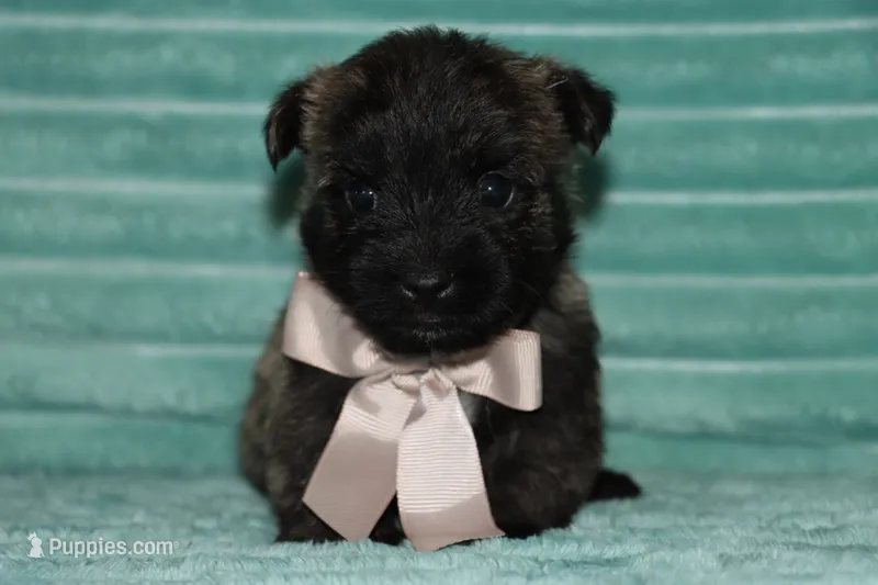 Cleo  – Cairn Terrier puppy for sale in Goshen, IN