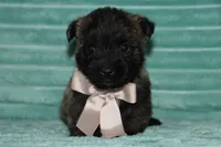 Cleo , a male Cairn Terrier for sale in Goshen, IN – 1 of 4