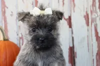 Chloe, a female Cairn Terrier for sale in Goshen, IN – 4 of 8