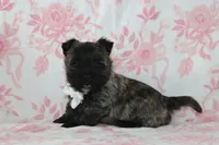 Chet , a male Cairn Terrier for sale in Goshen, IN – Photo 3 of 4