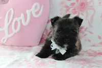 Chet , a male Cairn Terrier for sale in Goshen, IN – Photo 2 of 4