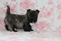 Chet , a male Cairn Terrier for sale in Goshen, IN – Photo 4 of 4