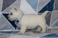 Pedro, a male West Highland White Terrier for sale in Goshen, IN – 3 of 4