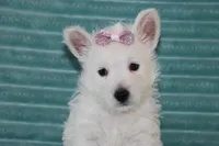 Skye, a female West Highland White Terrier for sale in Goshen, IN – 3 of 4