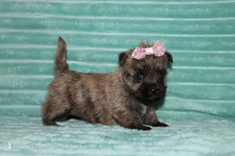 Chloe – Cairn Terrier puppy for sale in Goshen, IN