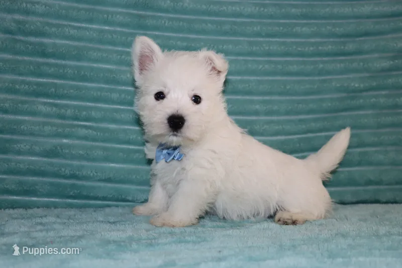 Spencer – West Highland White Terrier puppy for sale in Goshen, IN