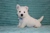 Spencer, a male West Highland White Terrier for sale in Goshen, IN – 1 of 4